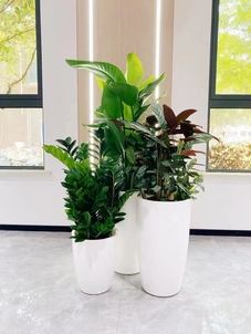 余姚盆景出租专业,为您打造独特景观氛围